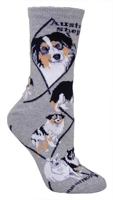 Australian Shepherd  on gray PH835