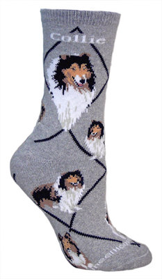 Collie on gray PH828