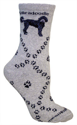 Labradoodle on gray PH848