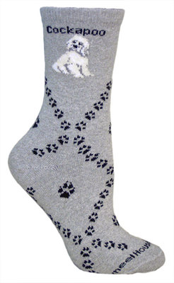Cockapoo on gray PH846