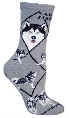 Alaskan Malamute on gray PH864
