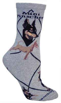 Mini Pinscher on gray PH873
