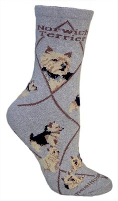 Norwich Terrier on gray PH874