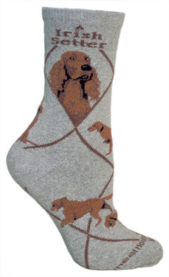 Irish Setter on gray PH870