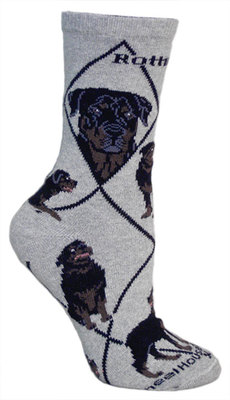 Rottweiler on gray PH876