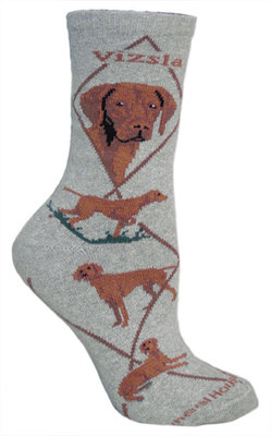 Vizsla on gray PH880