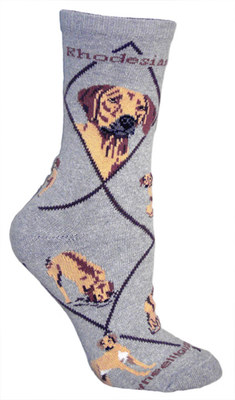 Rhodesian Ridgeback on gray PH875