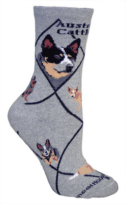 Australian Cattle Dog on gray PH855