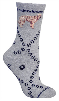 Goldendoodle on gray PH847