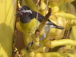 Bananaquit