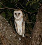 Barn Owl