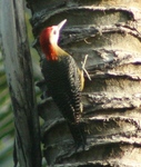 Jamaican Woodpecker