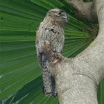 Northern Potoo