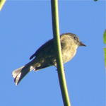 Jamaican Pewee