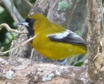 Jamaican Oriole
