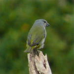 Jamaican Euphonia
