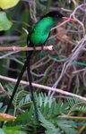 Streamertail