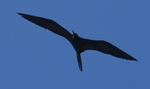 Magnificent Frigatebird