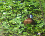 Masked Duck