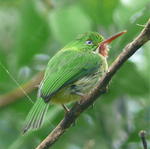Jamaican Tody