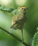 Yellow-faced Grassquit