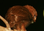 Jamaican Owl
