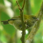 Yellow-Shouldered Grassquit
