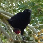 Greater Antillean Grackle