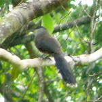 Chestnut-bellied Cuckoo