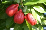 Ackee