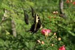 Butterfly in Garden