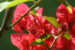 Bougainvillea