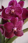 Vanda Orchids
