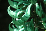 Jade Flower