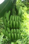 Local Bananas