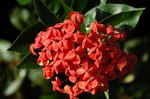 Ixora Flowers