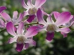 Orchids