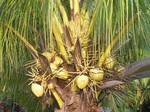 Organic Coconuts