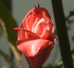 Torch Ginger