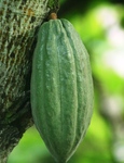 Cocoa Pod