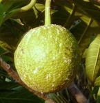 Breadfruit