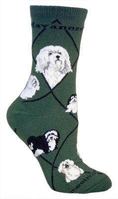 Havanese on hunter PH898