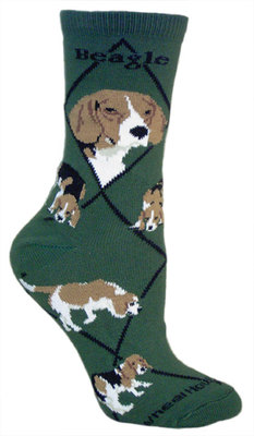 Beagle on hunter PH892