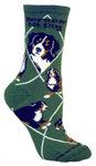 Bernese Mountain Dog on hunter PH894