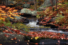 Clark Pond Stream 2009