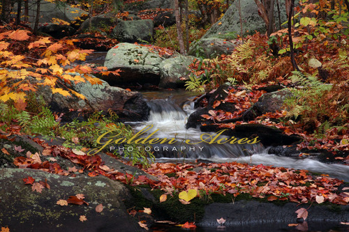 Clark Pond Stream 2009