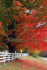 Brookfield Maples 2009