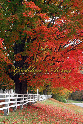 Brookfield Maples 2009