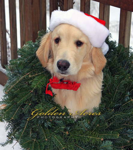 "Ho...Ho.......Ho......"