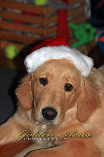 "Bah Humbug"